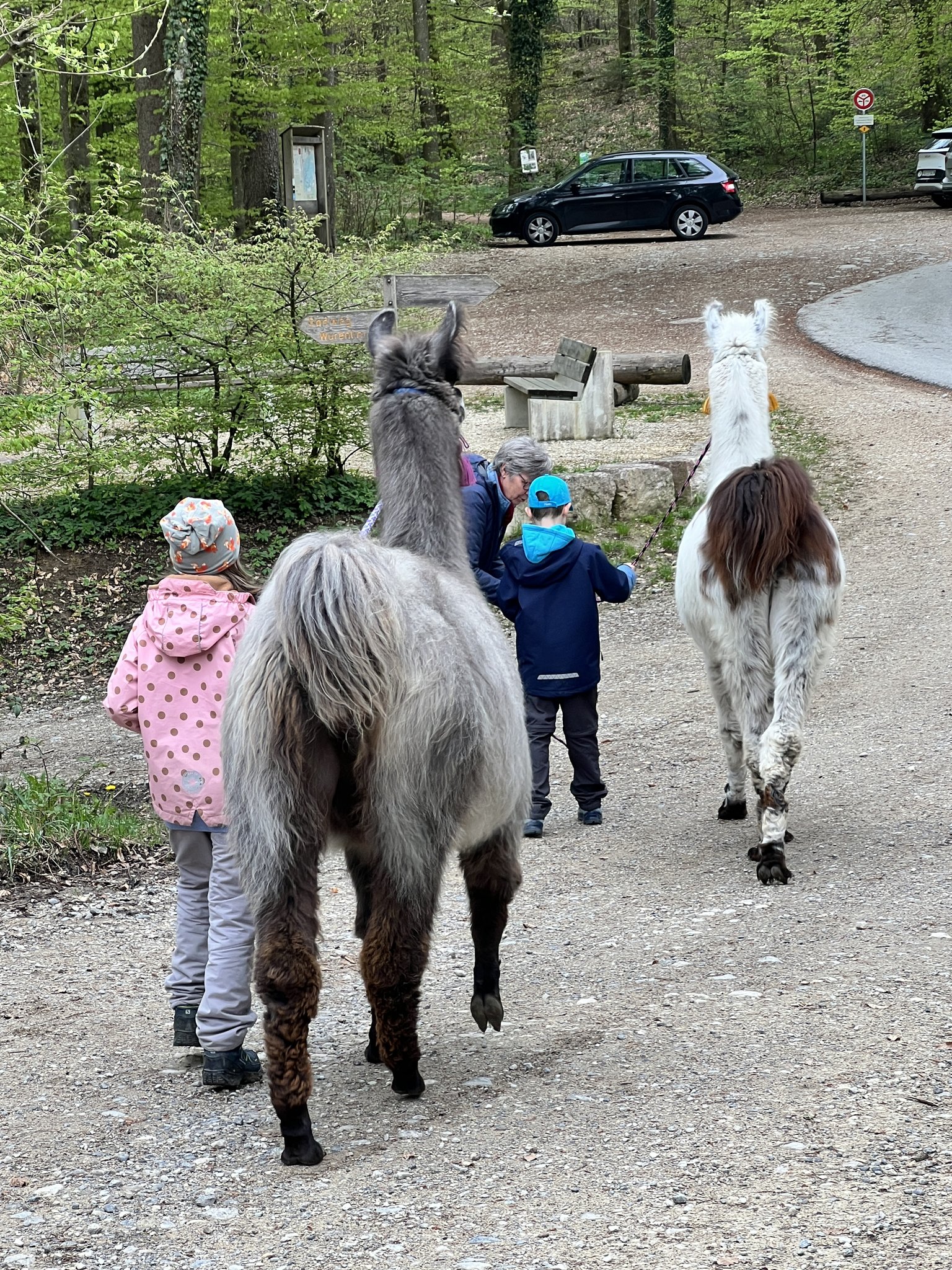 Lama-Spaziergang