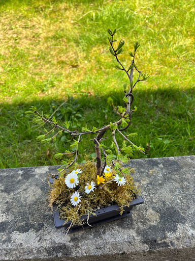 Bonsai