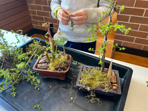 Bonsai