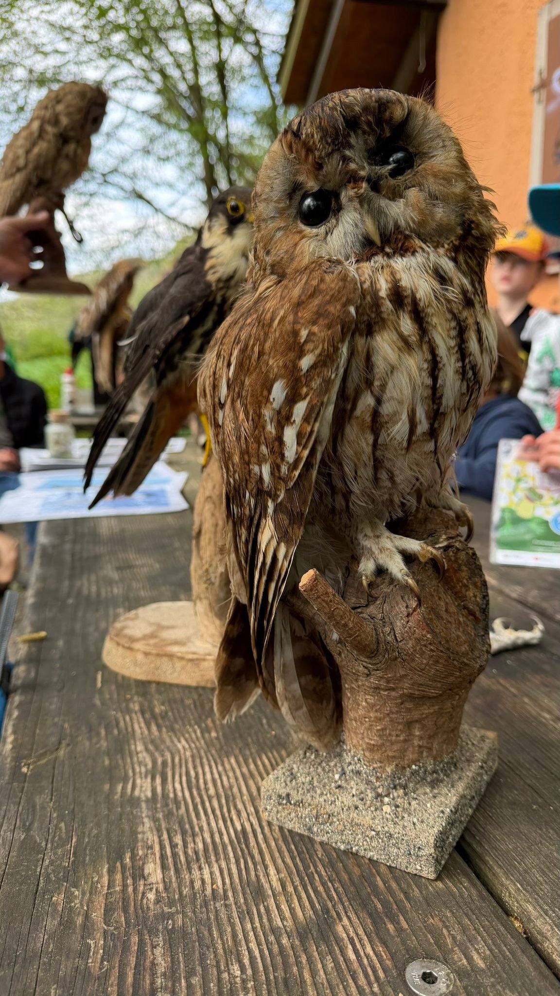 Greifvögel und Falknerei