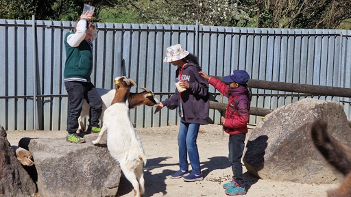 Zoo Hasel 