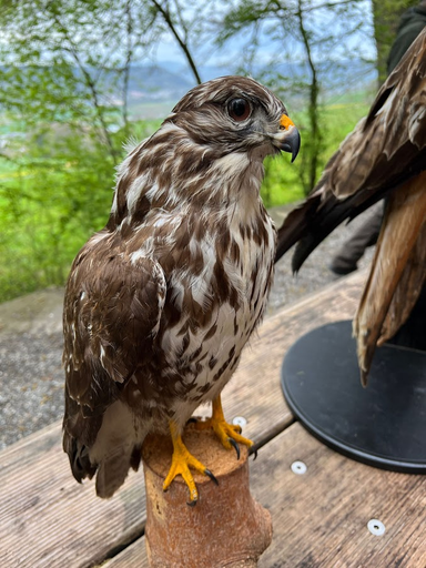 Greifvögel und Falknerei