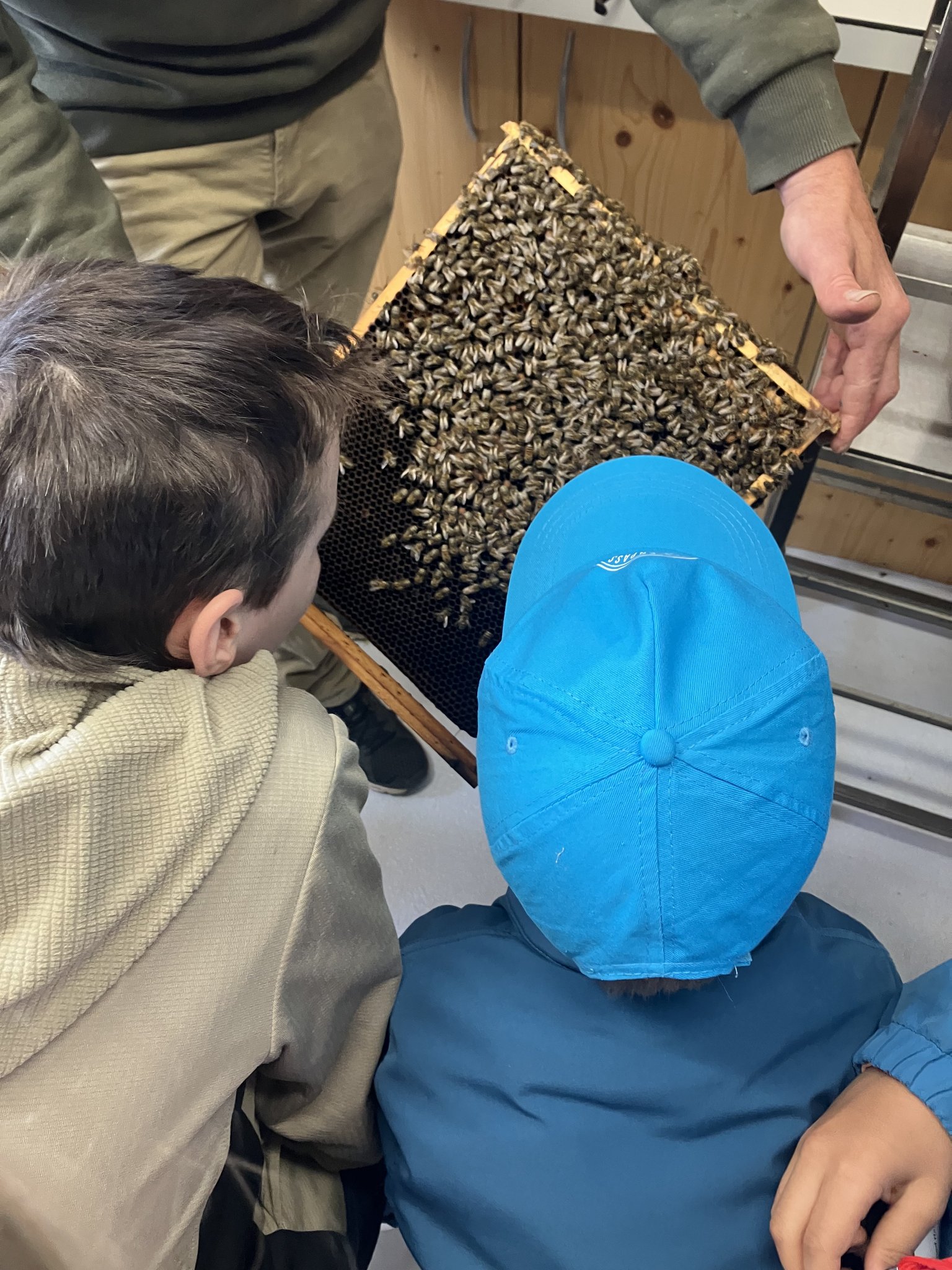 Bienen erleben