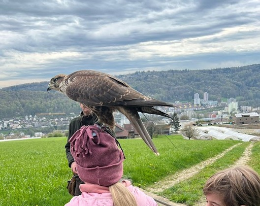 Greifvögel und Falknerei